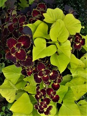 Trailing Burgundy колеус КСР