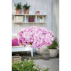 32271 Петуния SMARTUNIA WINDMILL PINK