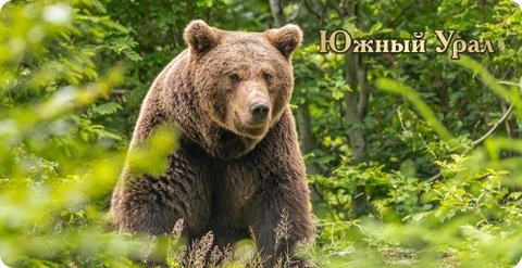 Урал Сувенир - Кружка Южный Урал №0008 Медведь в лесу