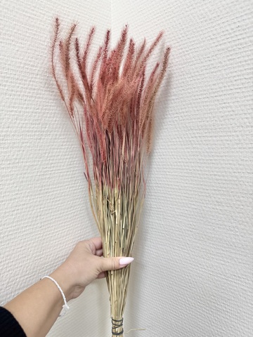 Сетария мини Розовый