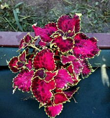 Магия Заката UO колеус