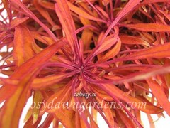 Sea Urchin Copper колеус КСР