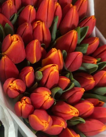 Банч 50 тюльпанов красно-желтых