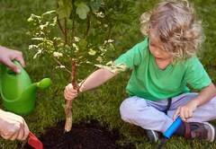 Где купить саженцы для дачи?