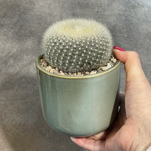 Нотокактус Хазельберга в керамике d11