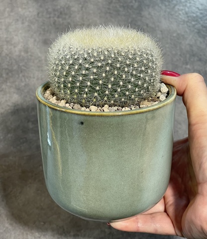 Нотокактус Хазельберга в керамике d11