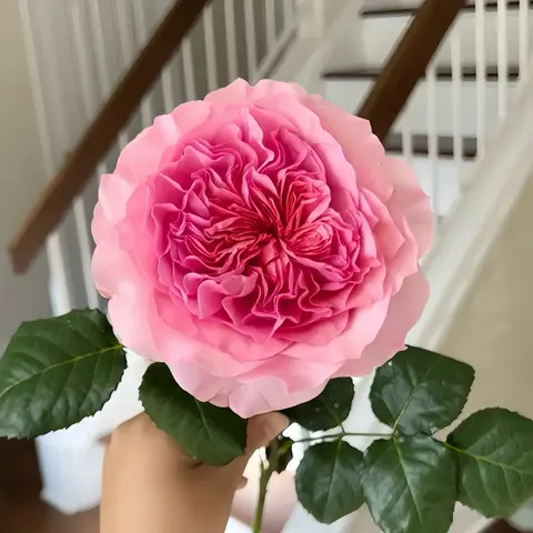 Миллисент(Millicent)