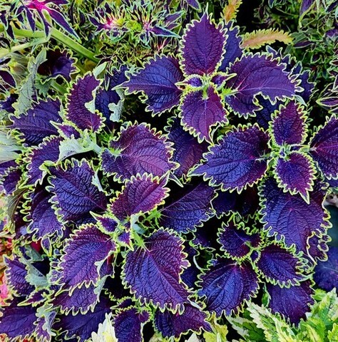 Wicked witch колеус КСР