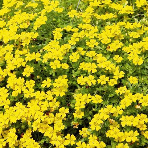 8712 Мекардония Magic Yellow Carpet (Весна 2026)