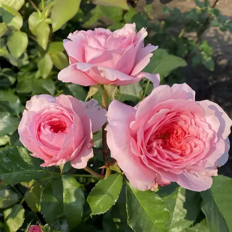 Миллисент(Millicent)