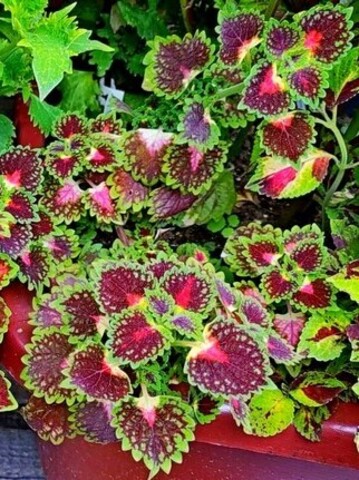 Trailing Strawberry Drop колеус КСР