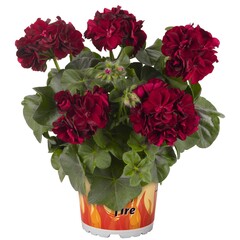 3105 Пеларгония плющелистная Atlantic Merlot (Весна 2026)