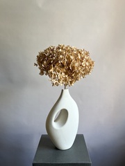 Гортензия стабилизированная кремовая