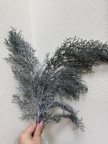 Кипарис снежный стабилизированный