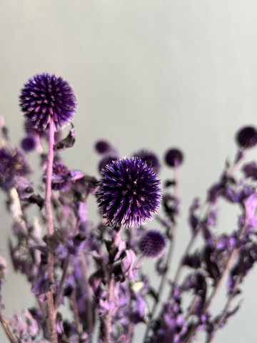 Эхинопс стабилизированный фиолетовый