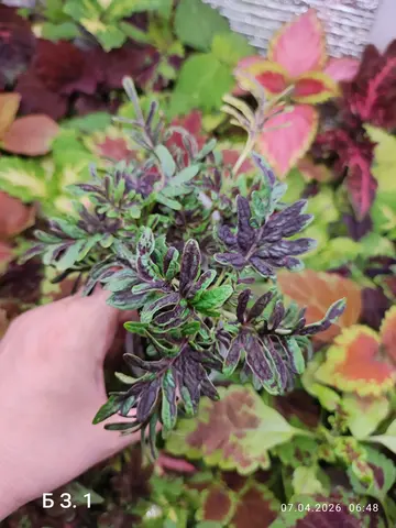 БЗ. 1 колеус