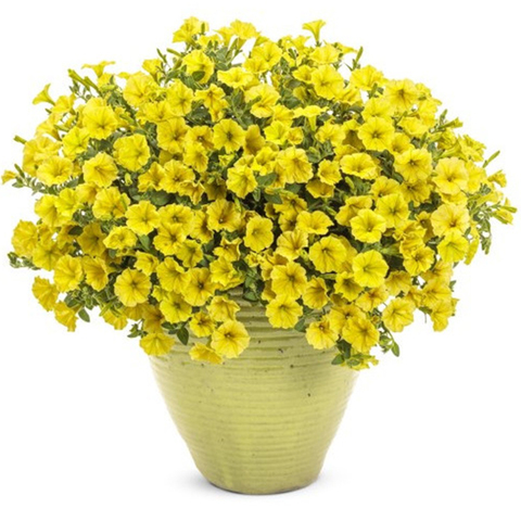 32179 Петуния MINI VISTA YELLOW  (ВЕСНА 2025)