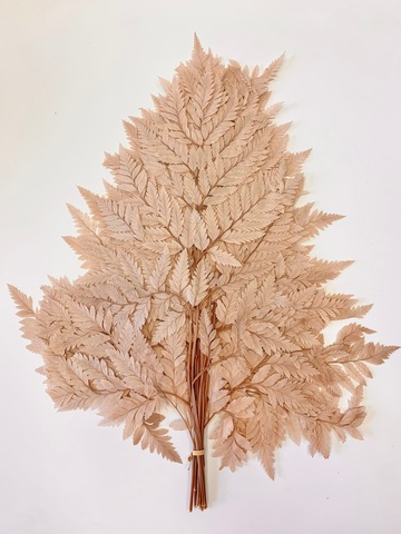 Листья папоротника Нюдовый (упаковка)