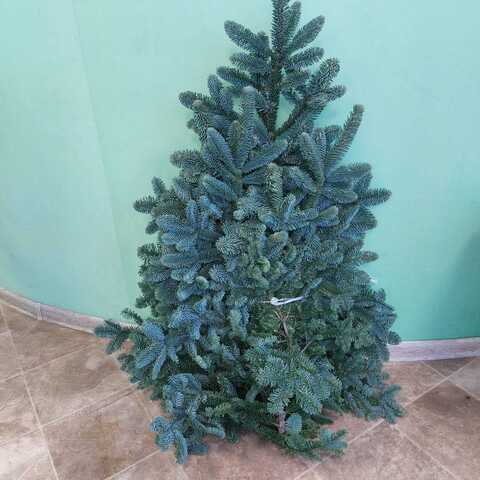 купить нобилис в спб