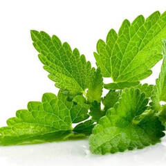 Эфирное масло Мелиссы (Melissa) - 5 мл. Compagnie des Sens