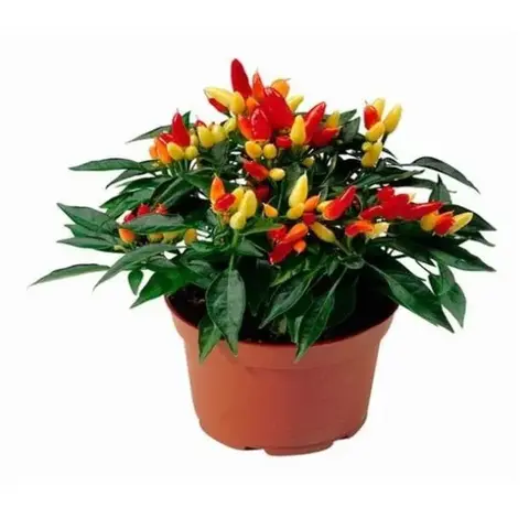 Перчик декоративный