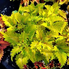 Tickled Lime колеус КСР