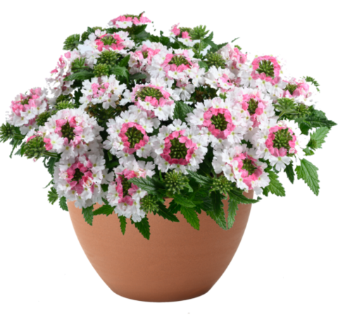 15117 Вербена VANESSA COMPACT Bicolor Marshmallow (Весна 2026)