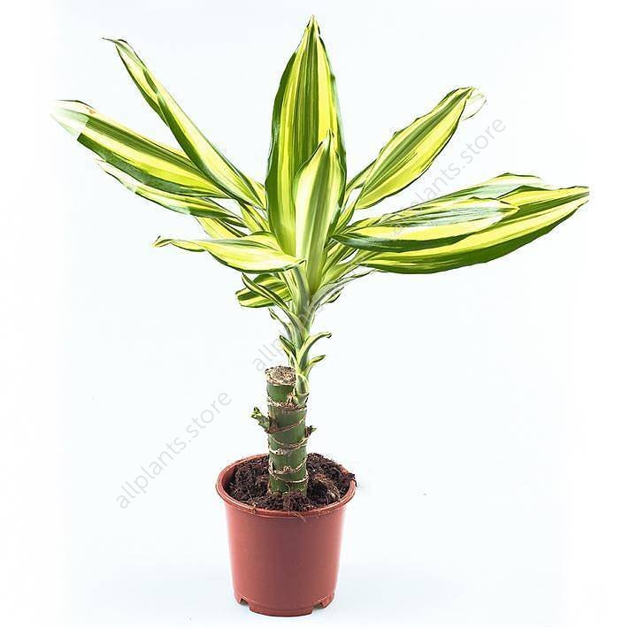 Драцена фрагранс Еллоу Кост - купить в Москве с доставкой | Интернет ...