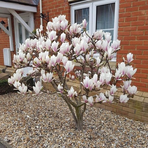Магнолия 