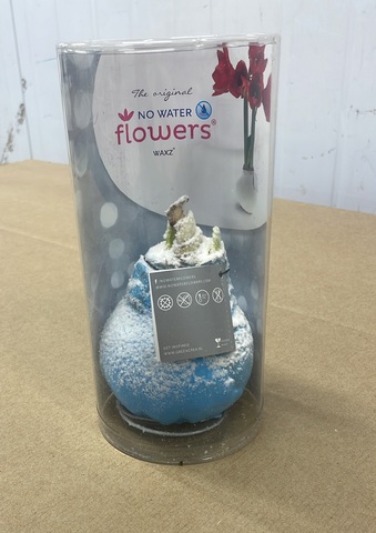 Гиппеаструм Голубой заснеженный