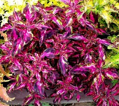 Мраморная богиня TM колеус