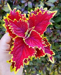 Crown Jewel колеус КСР