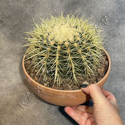 Эхинокактус Грузони d21