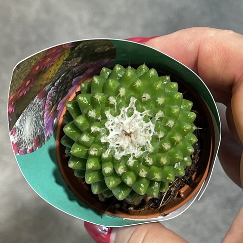 Маммиллярия Толука d5