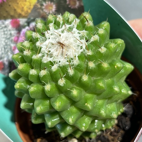 Маммиллярия Толука d5