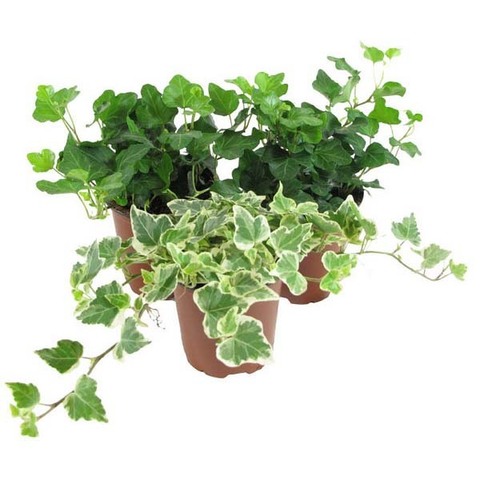 Хедера (плющ)