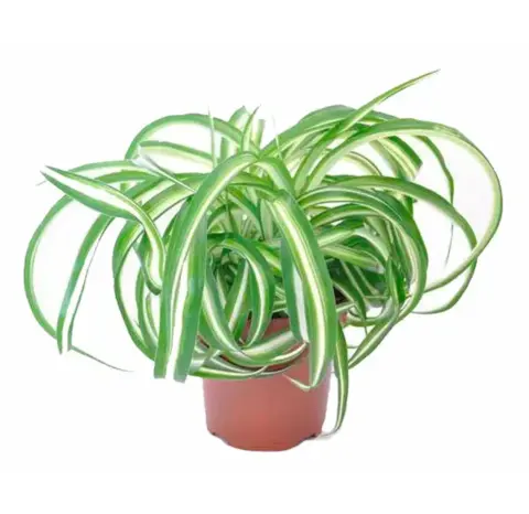 Хлорофитум 