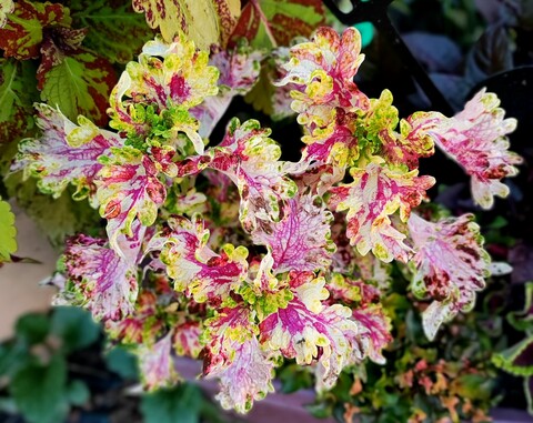 Ажурная волна UO колеус КСР