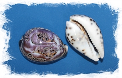 Ципрея с гравировкой "Рыбы"