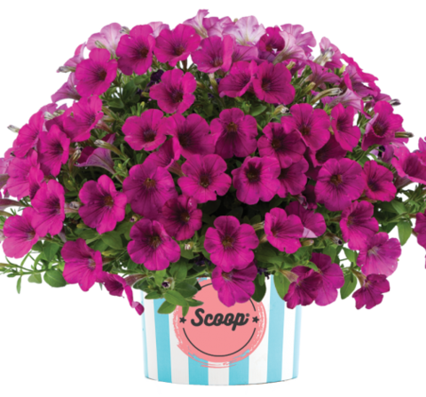 32264 Петуния SCOOP BERRY BRULEE