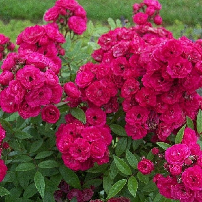 Мускусные розы сорта и фото и описание