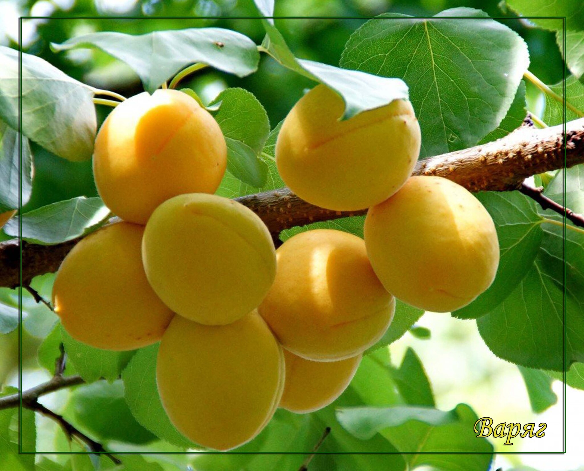 сорт лоло абрикосов. абрикос обыкновенный плодовые деревья. абрикос дерево косточка. выращивание абрикосов. абрикос сеянец дерево.