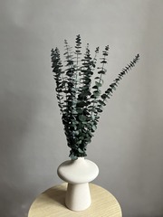 Эвкалипт Бейби Блю стабилизированный зеленый