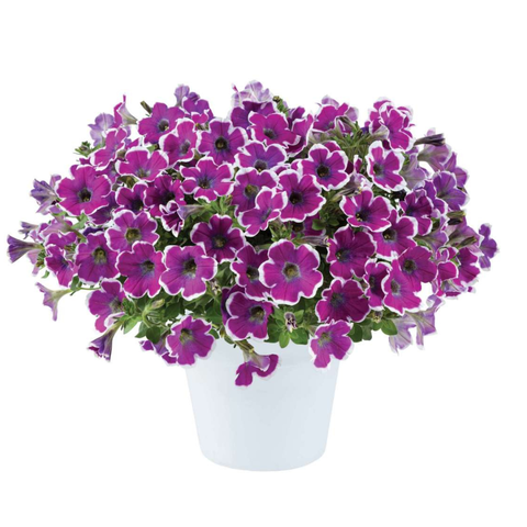 32220 Петуния HIPPY CHICK VIOLET (ВЕСНА 2025)