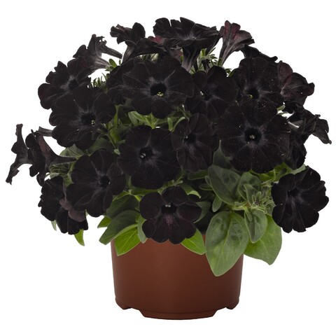 32108 Петуния SWEETUNIA BLACK SATIN