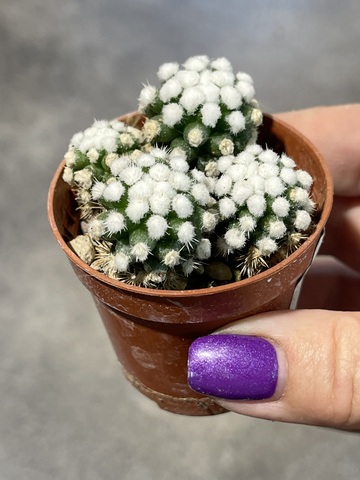 Маммиллярия Грацилис Аризона Сноу d5