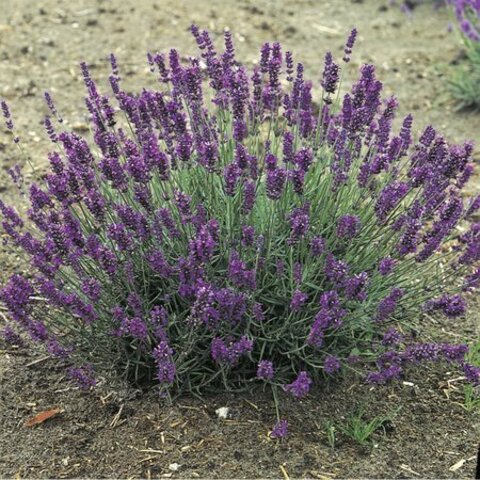 Лаванда узколистная 