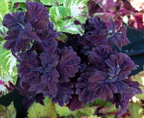 Темное море UO колеус