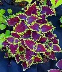 Wicked witch колеус КСР