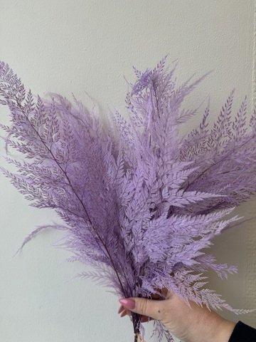 Папоротник Ажурный Сиреневый (упаковка 9-10шт)